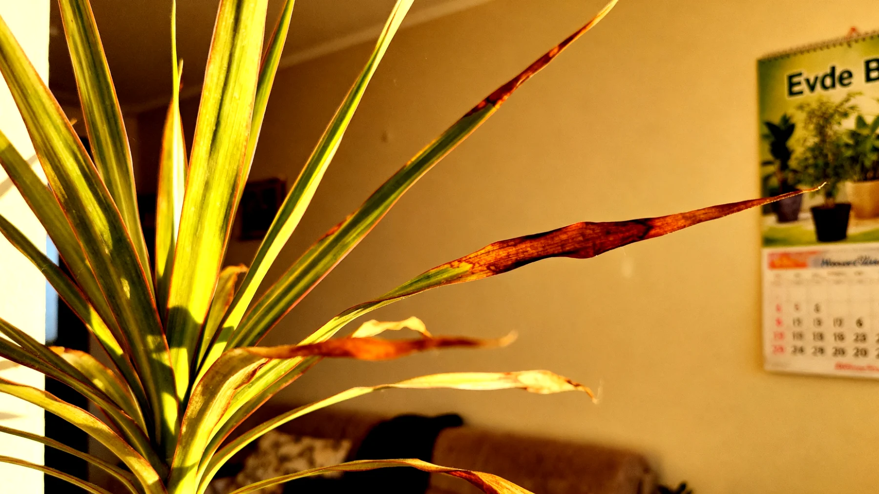 Dracaena"